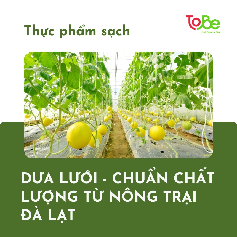 dưa lưới, giá dưa lưới, cách lựa dưa lưới