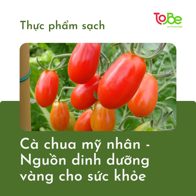 cà chua mỹ nhân, giá cà chua, cách bảo quản cà chua
