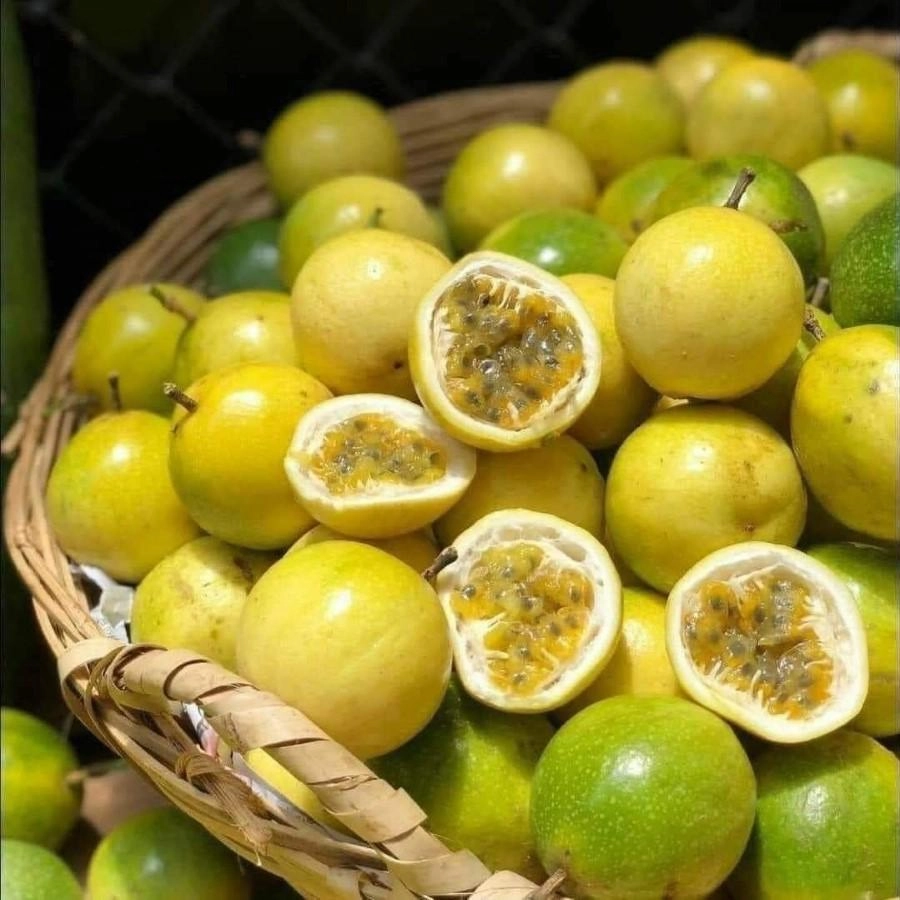 CHANH DÂY VÀNG - ĐẶC SẢN CHUẨN HỮU CƠ