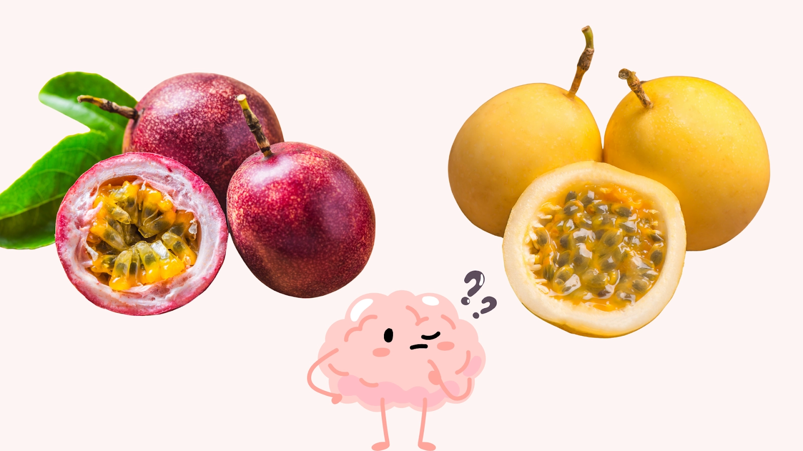 CHANH DÂY VÀNG - ĐẶC SẢN CHUẨN HỮU CƠ