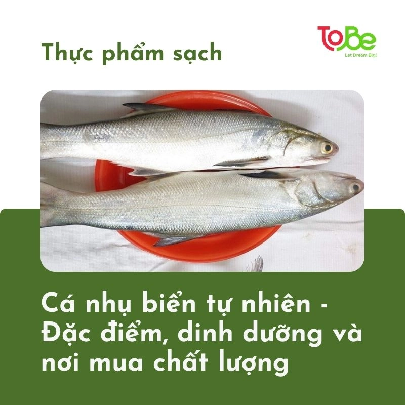 ca nhu thumbnail