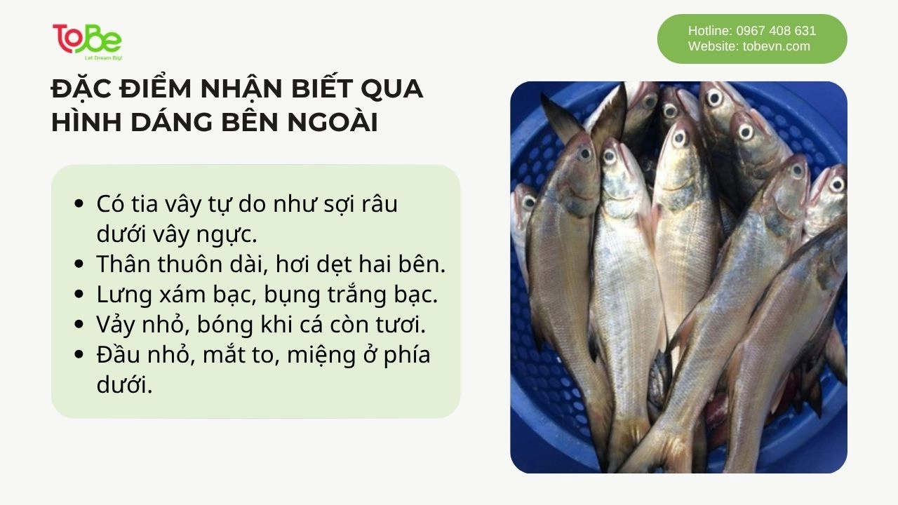 Một số đặc điểm bên ngoài để nhận biết cá nhụ