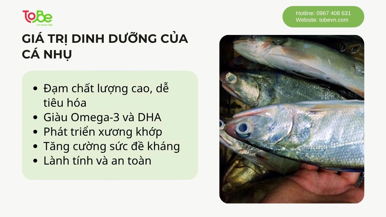 Những giá trị dinh dưỡng mà cá nhụ mang lại