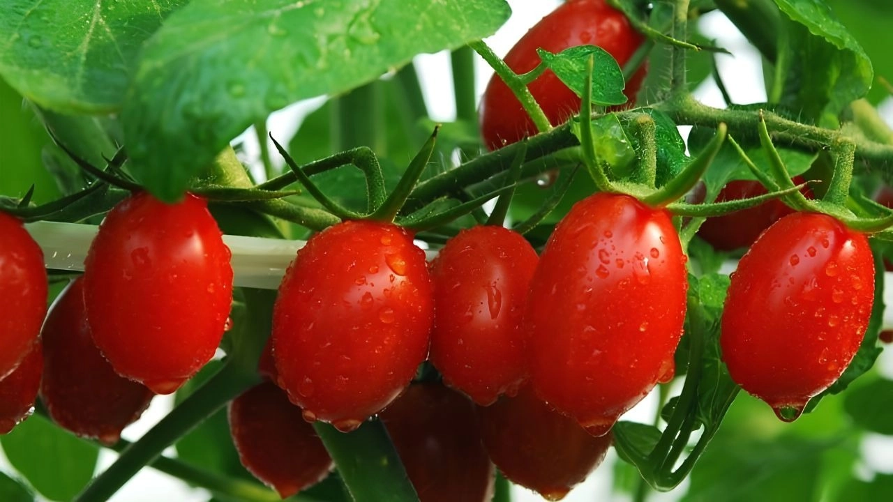 Được thu hoạch từ nông tại ECO và đạt chúng nhận IQC