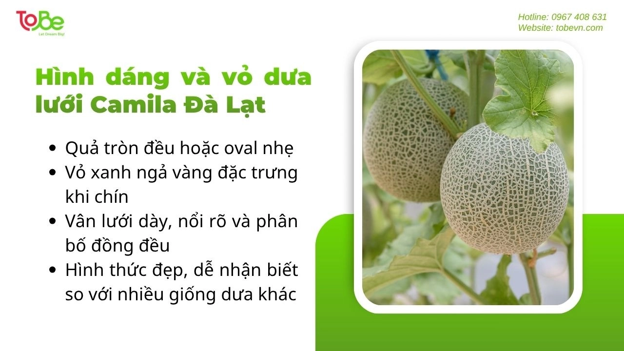 Hình dáng và vỏ dưa lưới Camila Đà Lạt