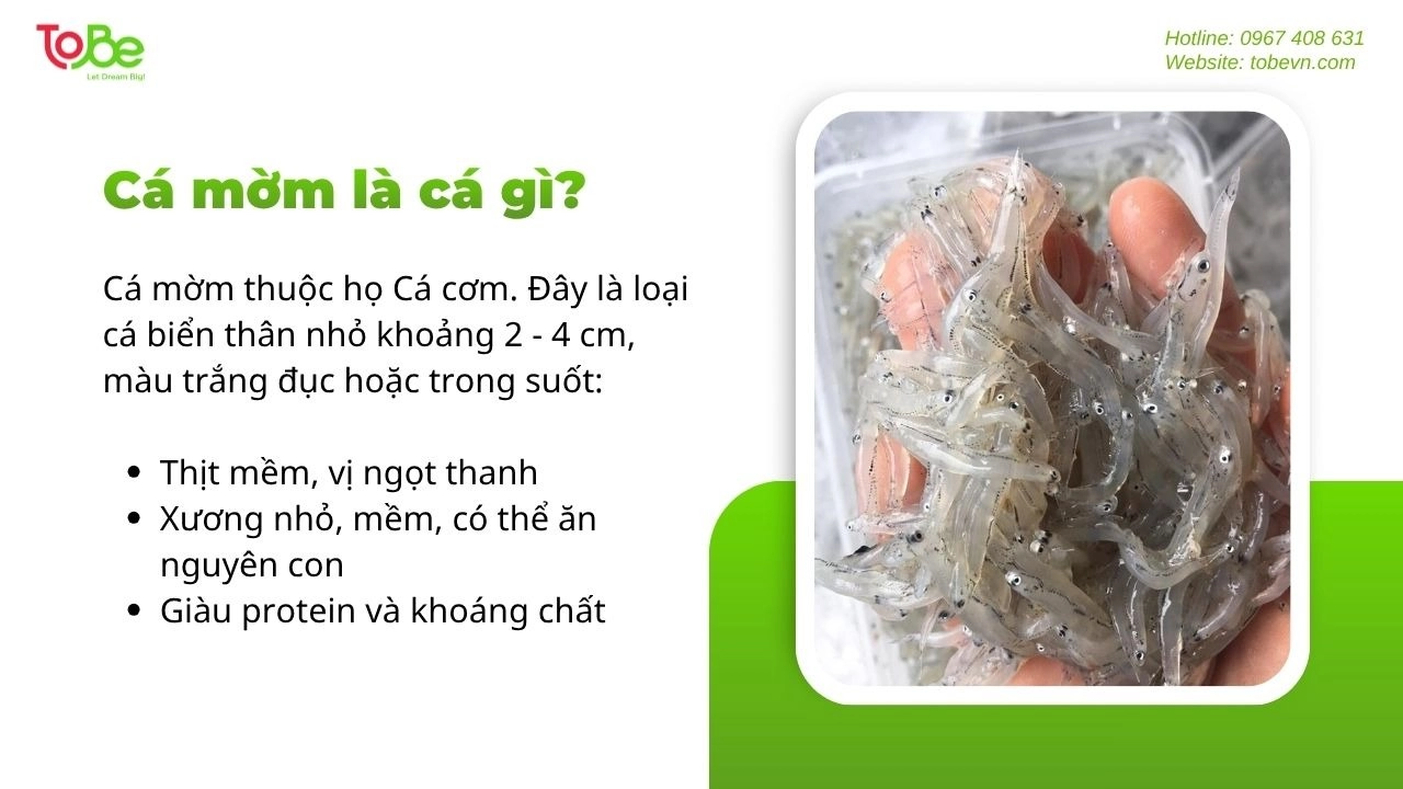 Cá mờm là loại cá biển nhỏ thuộc họ Cá cơm