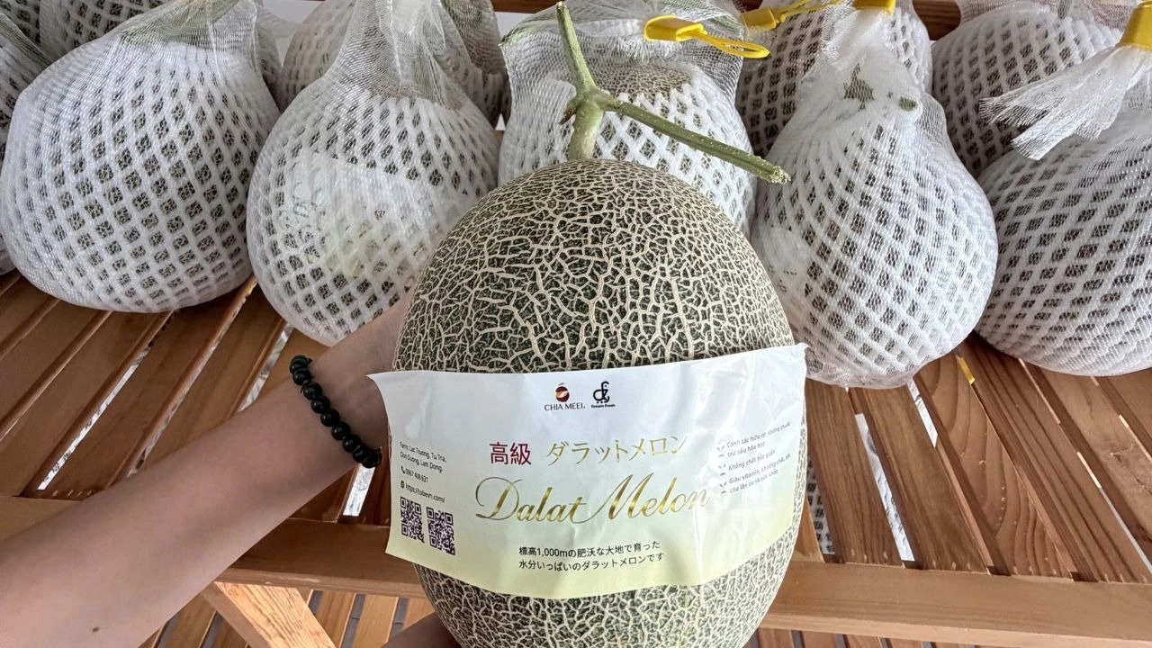 Trái dưa lưới vàng Camila Đà Lạt tại ToBe Mart