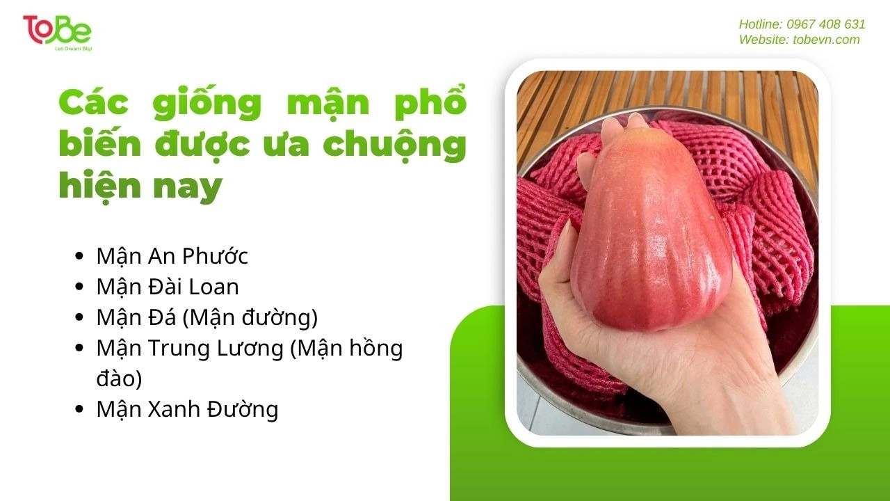 Một số giống mận phổ biến được ưa chuộng