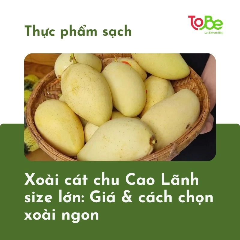 xoai cat chu cao lanh thumbnail